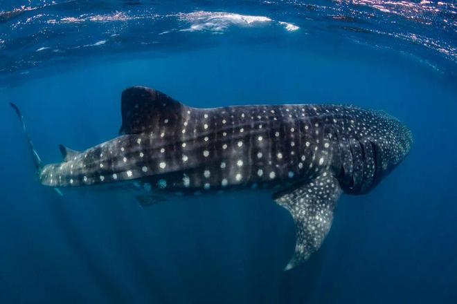 一个女孩成为洞穴潜水员并与沙虎鲨同游的一年(图2)
