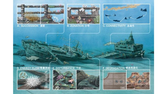 一个女孩成为洞穴潜水员并与沙虎鲨同游的一年(图11)