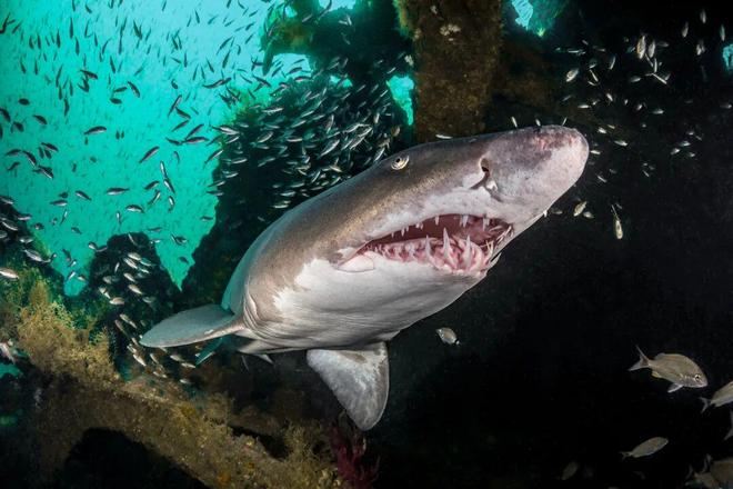 一个女孩成为洞穴潜水员并与沙虎鲨同游的一年(图5)