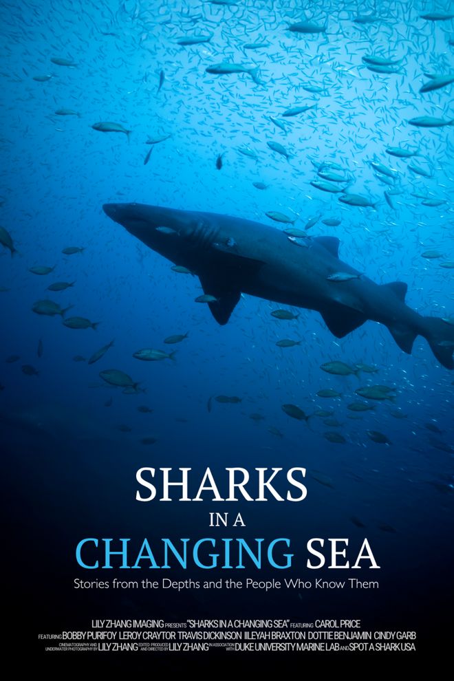 一个女孩成为洞穴潜水员并与沙虎鲨同游的一年(图14)