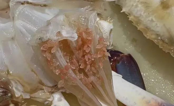 画面惊悚!掀开后密密麻麻全是“粉色小虫”还在不停蛄蛹近期大量上市(图1)