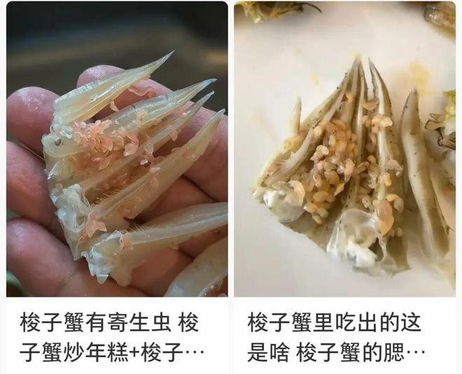 画面惊悚!掀开后密密麻麻全是“粉色小虫”还在不停蛄蛹近期大量上市(图3)