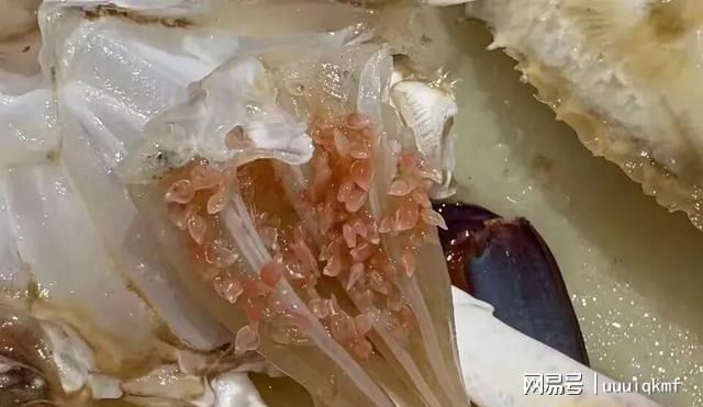 东海开渔梭子蟹肥美上市蟹腮现粉粒引恐慌?专家说这能放心吃(图1)