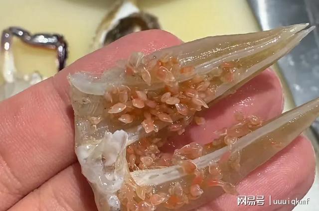 东海开渔梭子蟹肥美上市蟹腮现粉粒引恐慌?专家说这能放心吃(图2)