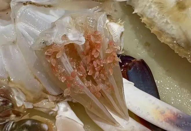 全是寄生虫?常州近期大量上市(图1)