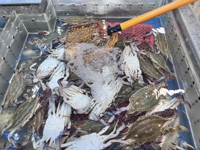 全是寄生虫?常州近期大量上市(图2)