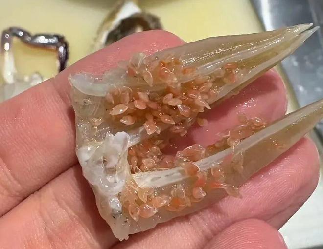 全是寄生虫?常州近期大量上市(图3)