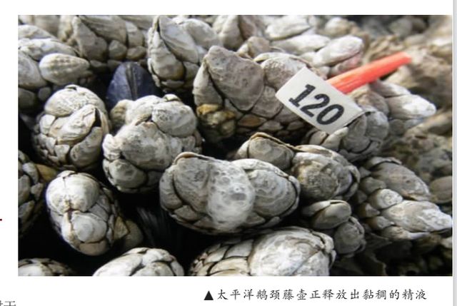 拥有体长8倍的丁丁无法移动的藤壶为了繁衍究竟有多拼?(图8)