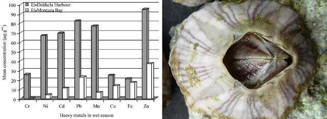 拥有体长8倍的丁丁无法移动的藤壶为了繁衍究竟有多拼?(图9)
