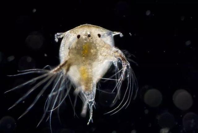 拥有体长8倍的丁丁无法移动的藤壶为了繁衍究竟有多拼?(图10)