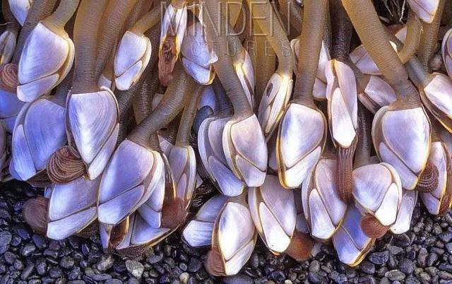 拥有体长8倍的丁丁无法移动的藤壶为了繁衍究竟有多拼?(图1)