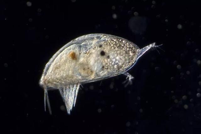 拥有体长8倍的丁丁无法移动的藤壶为了繁衍究竟有多拼?(图4)