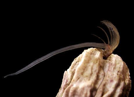 拥有体长8倍的丁丁无法移动的藤壶为了繁衍究竟有多拼?(图6)