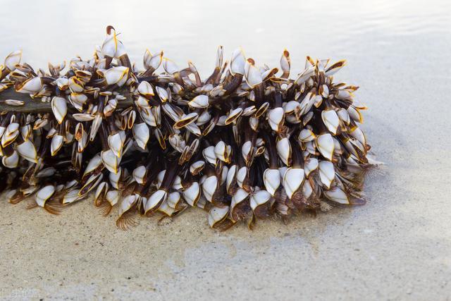 拥有体长8倍的丁丁无法移动的藤壶为了繁衍究竟有多拼?(图3)