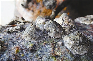 气候变暖导致加拿大北极海域出现入侵物种藤壶(图1) 气候变暖导致加拿大北极海域出现入侵物种藤壶