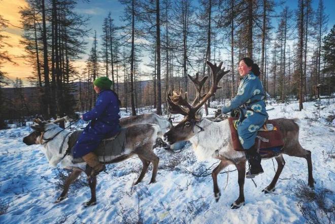 物候错配、家园“变形”……气候变化正重塑动物生存图景(图1)