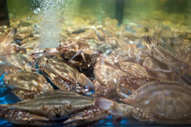 梭子蟹有疑似“寄生虫”还能吃吗?(图1)