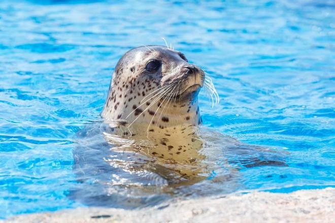 青岛极地内“斑海豹保育及研究中心”正式揭幕推进海洋生物保育(图2)