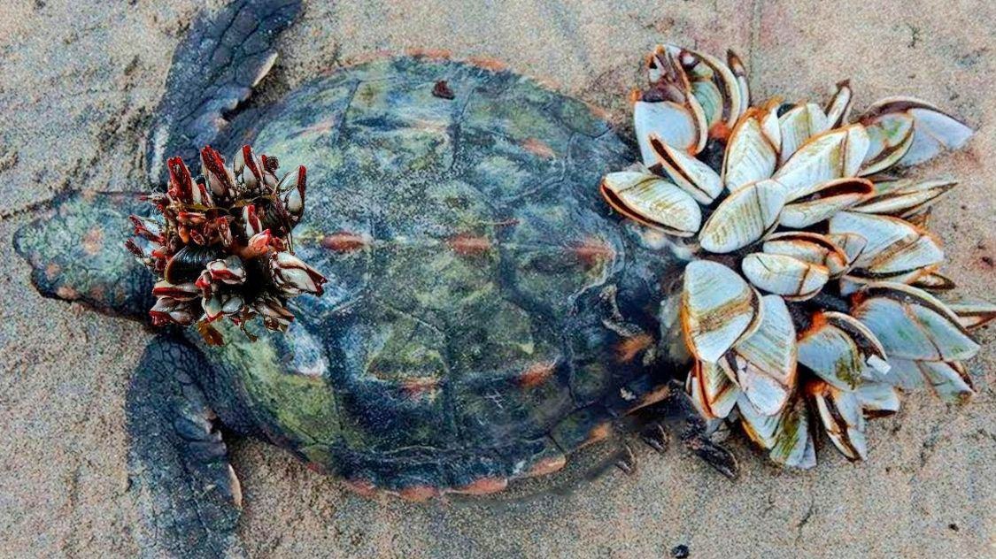 现代尼斯湖水怪？专家揭秘英国海边6米长巨型海怪真相