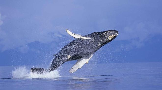 虎鲸猎杀谁我就搭救谁座头鲸跟虎鲸有什么仇?(图2)