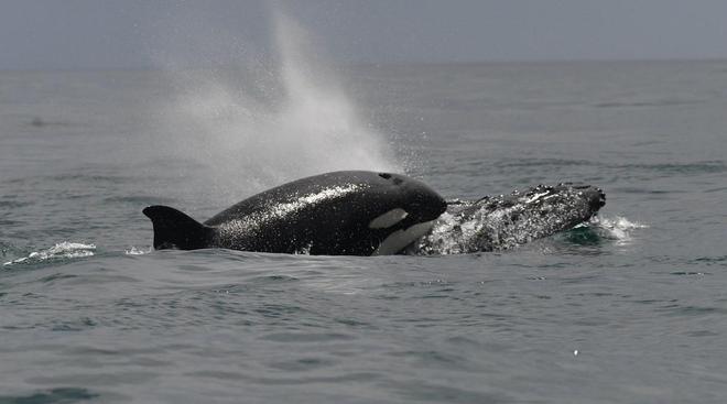 虎鲸猎杀谁我就搭救谁座头鲸跟虎鲸有什么仇?(图3)