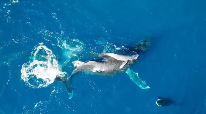 虎鲸猎杀谁我就搭救谁座头鲸跟虎鲸有什么仇?(图4)