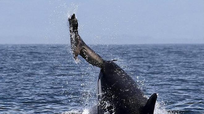虎鲸猎杀谁我就搭救谁座头鲸跟虎鲸有什么仇?(图5)