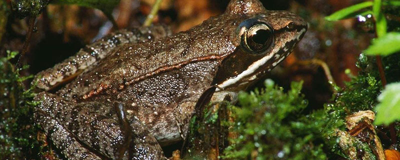 水陆两栖是什么动物 水陆两栖的动物有哪些(图1)