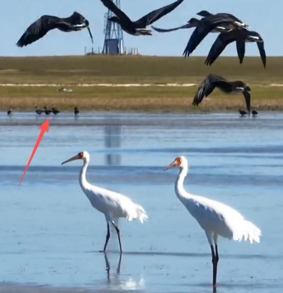 极罕见的鸭子!生活在北极巢穴紧挨天敌25年内陆首次发现12只(图2)