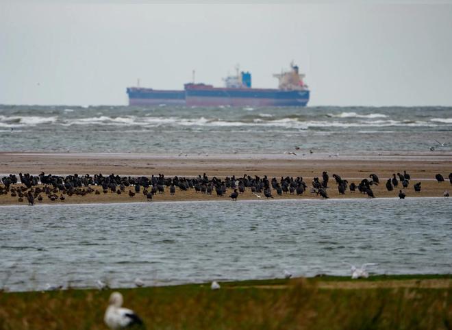 极罕见的鸭子!生活在北极巢穴紧挨天敌25年内陆首次发现12只(图1)
