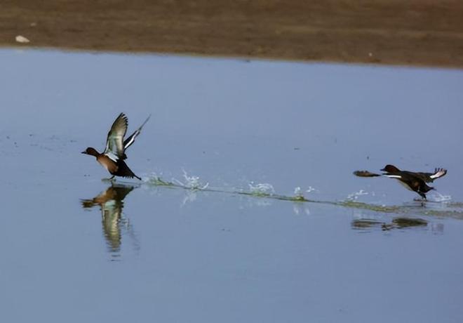 极罕见的鸭子!生活在北极巢穴紧挨天敌25年内陆首次发现12只(图11)