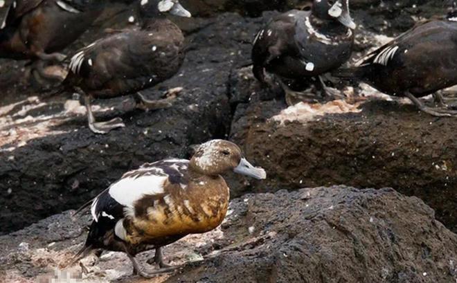 极罕见的鸭子!生活在北极巢穴紧挨天敌25年内陆首次发现12只(图12)