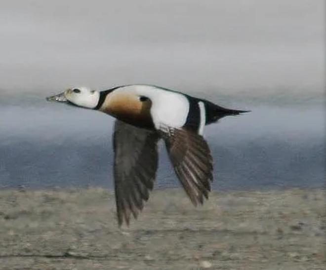极罕见的鸭子!生活在北极巢穴紧挨天敌25年内陆首次发现12只(图10)