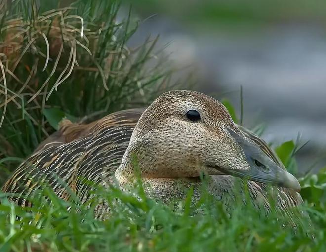 极罕见的鸭子!生活在北极巢穴紧挨天敌25年内陆首次发现12只(图4)