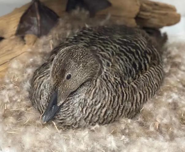 极罕见的鸭子!生活在北极巢穴紧挨天敌25年内陆首次发现12只(图5)