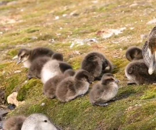 极罕见的鸭子!生活在北极巢穴紧挨天敌25年内陆首次发现12只(图7)