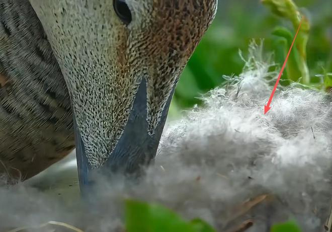 极罕见的鸭子!生活在北极巢穴紧挨天敌25年内陆首次发现12只(图14)