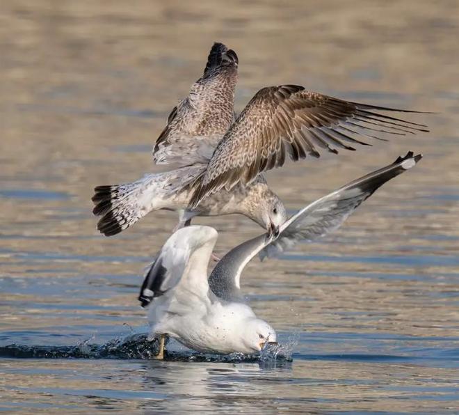 极罕见的鸭子!生活在北极巢穴紧挨天敌25年内陆首次发现12只(图18)