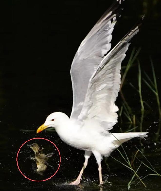 极罕见的鸭子!生活在北极巢穴紧挨天敌25年内陆首次发现12只(图20)