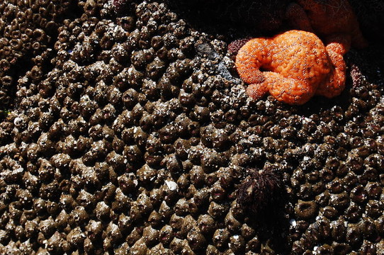 仅通车四个月就倒塌的大桥意外在海底造就了一片新世界如今这里也要毁灭了(图1) 仅通车四个月就倒塌的大桥意外在海底造就了一片新世界如今这里也要毁灭了