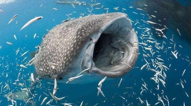 清理藤壶可保护鲸鱼免受其带来的疾病困扰。