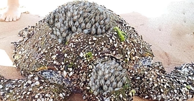 民调：三分之二的美国人害怕总统特朗普将国家卷入国际冲突