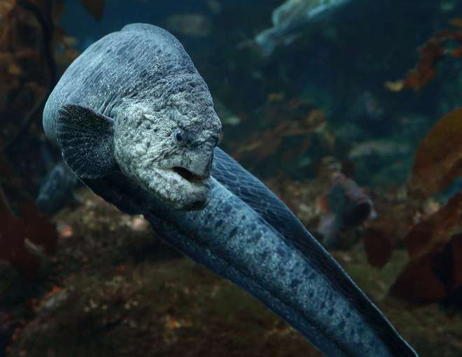 仅通车四个月就倒塌的大桥在海底造就新世界如今也要毁灭了(图5)