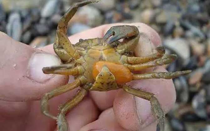 蟹奴的网络解释是什么