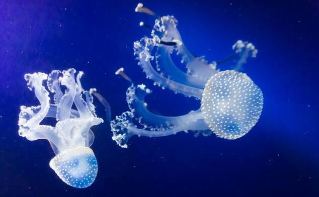 又冷又有趣——灯塔水母能“返老还童”。