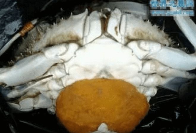 蟹奴是一种什么样的生物?是如何反客为主操控宿主的?(图2)