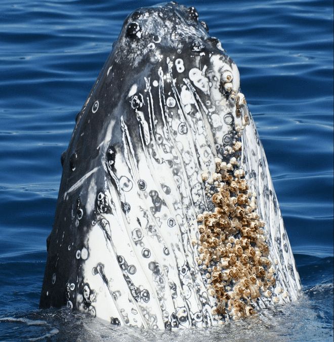 蟹奴是一种什么样的生物?是如何反客为主操控宿主的?(图3)