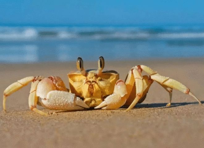 蟹奴是一种什么样的生物?是如何反客为主操控宿主的?(图4)