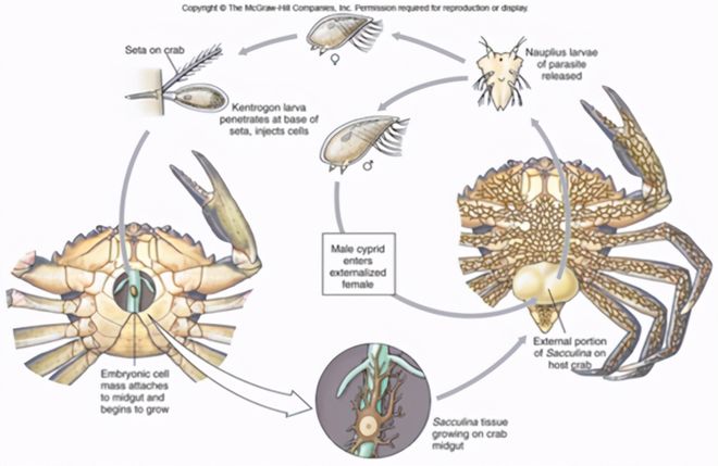 蟹奴是一种什么样的生物?是如何反客为主操控宿主的?(图5)