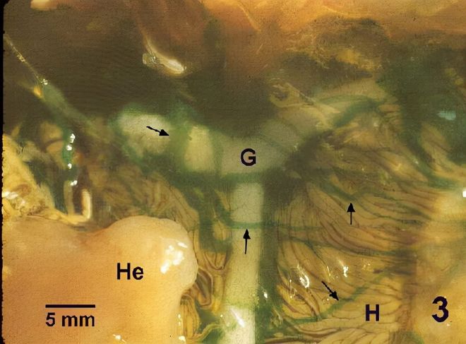 恐怖生物“蟹奴”寄生螃蟹内控制其交配最终成为僵尸螃蟹!(图7)